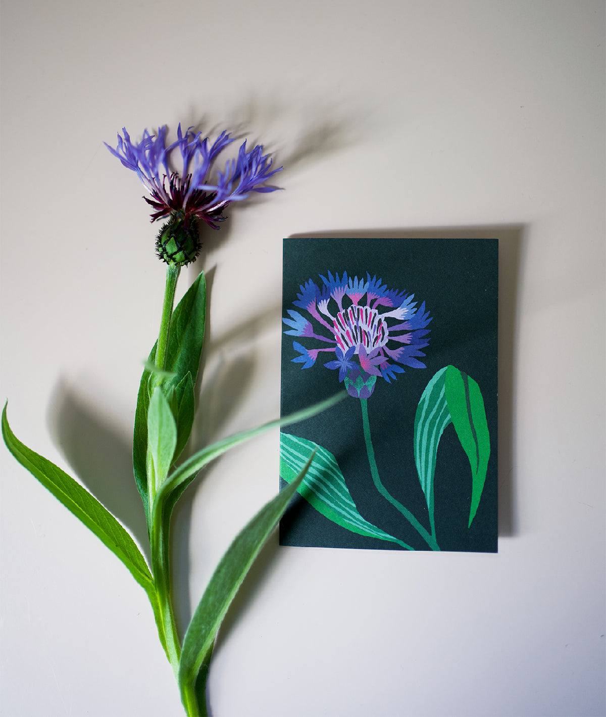 Mountain Cornflower Mini Card Pack of 8